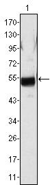 m01204 fgb primary antibodyes wb testing 1