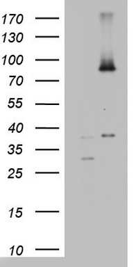 m01205 anti abcd1 mouse monoclonal antibody clone id oti2c12 wb testing 1