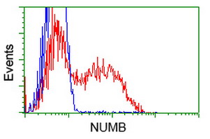 HEK293T cells transfected with either NUMB (Myc-DDK-tagged) overexpress plasmid (Red) or empty vector control plasmid (Blue) were immunostained by anti-NUMB antibody (M01206-1)