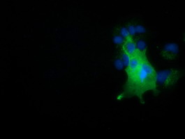 Anti-NUMB mouse monoclonal antibody (M01206-1) immunofluorescent staining of COS7 cells transiently transfected by pCMV6-ENTRY NUMB