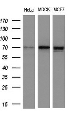 m01206 1 anti numb mouse monoclonal antibody clone id oti1a7 wb testing 2