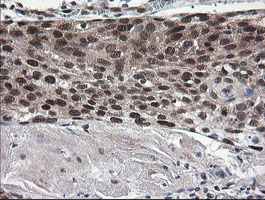 m01206 2 anti numb mouse monoclonal antibody clone id oti4f3 ihc testing 11