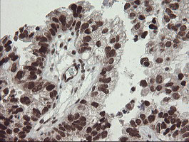 m01206 2 anti numb mouse monoclonal antibody clone id oti4f3 ihc testing 4