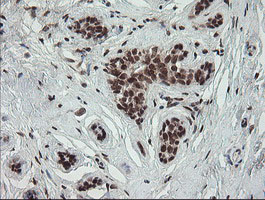 m01206 2 anti numb mouse monoclonal antibody clone id oti4f3 ihc testing 9