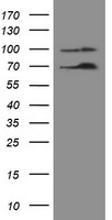 m01206 2 anti numb mouse monoclonal antibody clone id oti4f3 wb testing 1