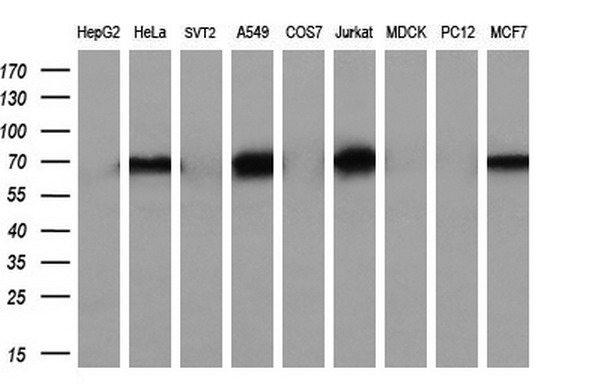 m01206 2 anti numb mouse monoclonal antibody clone id oti4f3 wb testing 2