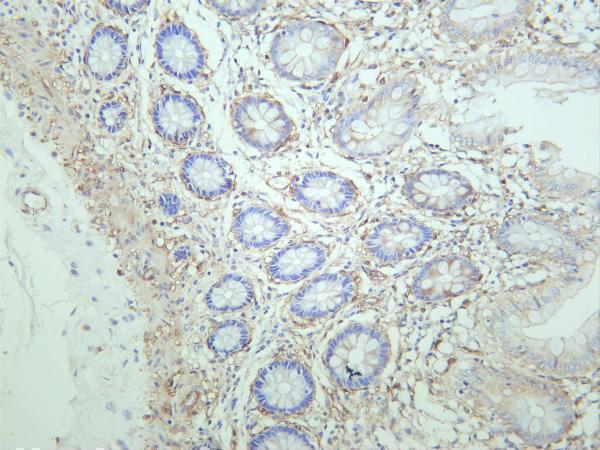Human colon was stained with anti-Vinculin rabbit antibody