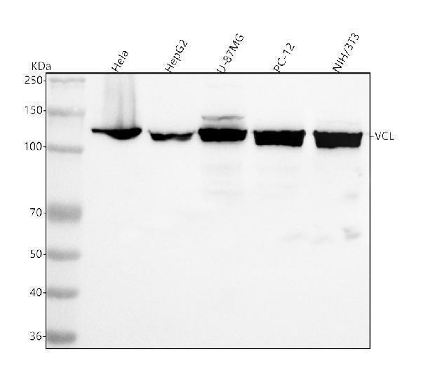m01207 vinculin primary antibodies wb testing 1