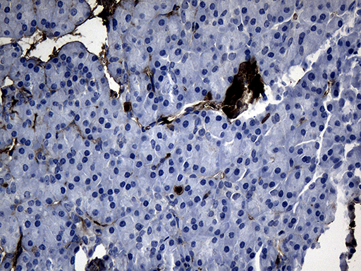 m01210 anti gtp cyclohydrolase 1 gch1 mouse monoclonal antibody clone id oti3a3 ihc testing 3