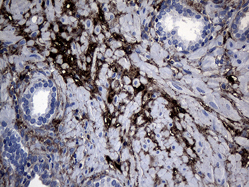 m01210 anti gtp cyclohydrolase 1 gch1 mouse monoclonal antibody clone id oti3a3 ihc testing 4
