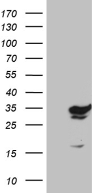 m01210 anti gtp cyclohydrolase 1 gch1 mouse monoclonal antibody clone id oti3a3 wb testing 1
