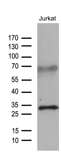 m01210 anti gtp cyclohydrolase 1 gch1 mouse monoclonal antibody clone id oti3a3 wb testing 2
