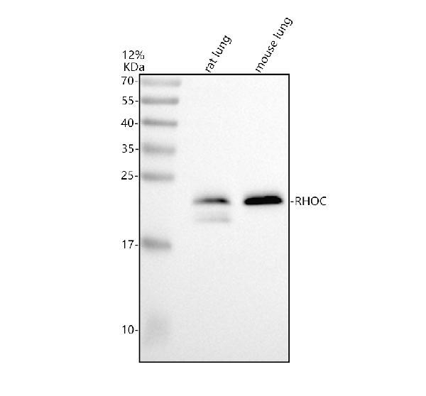 m01211 1 rhoc primary antibodies wb testing 1