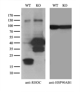 m01211 anti rhoc mouse monoclonal antibody clone id oti3a5 wb testing 2