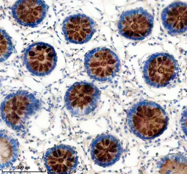 m01212 1 muc2 primary antibodies ihc testing 1