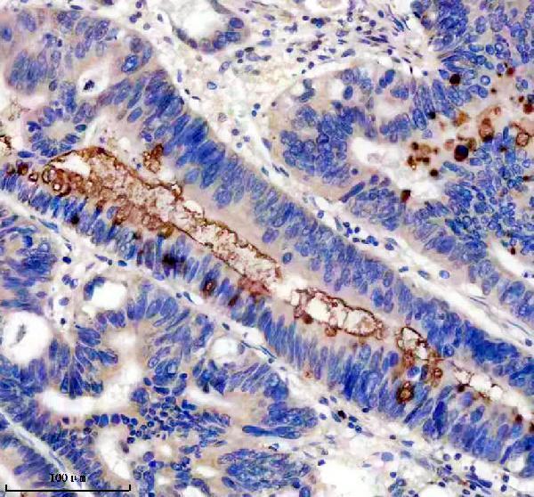 m01212 1 muc2 primary antibodies ihc testing 2