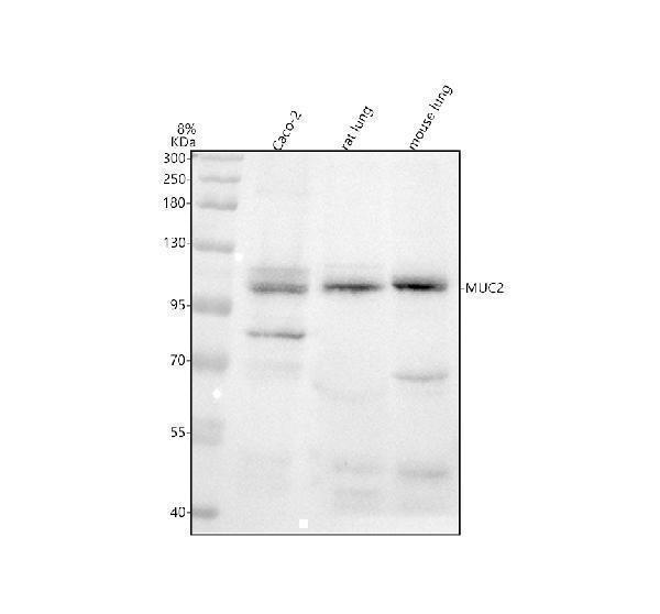 m01212 1 muc2 primary antibodies wb testing 1