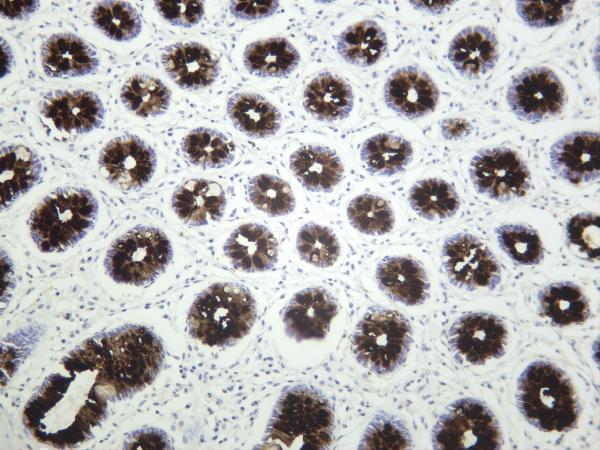 Human colon was stained with anti-MUC2 rabbit antibody
