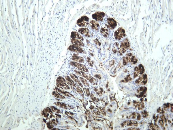 Mouse colon was stained with anti-MUC2 rabbit antibody