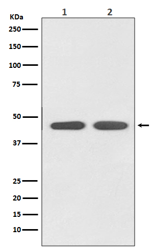 Western blot analysis of AGTR1 expression in (1) HeLa cell lysate; (2) PC-12 cell lysate