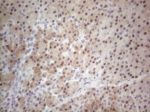 Immunohistochemical staining of paraffin-embedded Human pancreas tissue within the normal limits using anti-TDG mouse monoclonal antibody