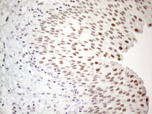 m01215 anti thymine dna glycosylase tdg mouse monoclonal antibody clone id oti3c11 ihc testing 9