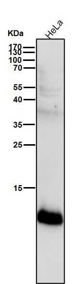 All lanes use the Antibody at 1:2K dilution for 1 hour at room temperature
