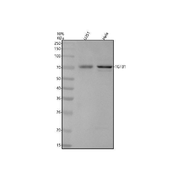 m01218 2 tgfb1 primary antibodies wb testing 1