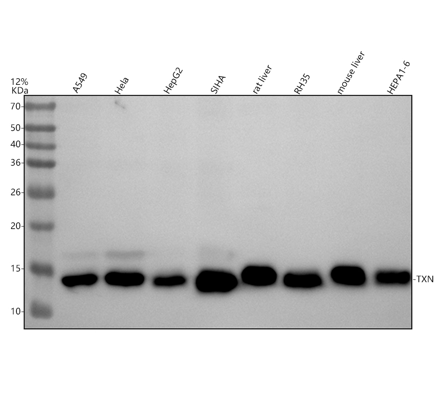 Western blot analysis of TXN using anti-TXN antibody (M01219-1)