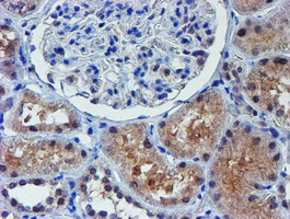 m01222 anti alox15 mouse monoclonal antibody clone id oti2g3 ihc testing 5