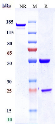 Anti-TNFRSF8/CD30 Reference Antibody (brentuximab vedotin) on SDS-PAGE under reducing (R) condition