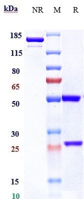 Anti-TNFRSF8/CD30 Reference Antibody (brentuximab) on SDS-PAGE under reducing (R) condition