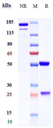 Anti-F12/Factor XII Reference Antibody (garadacimab) on SDS-PAGE under reducing (R) condition