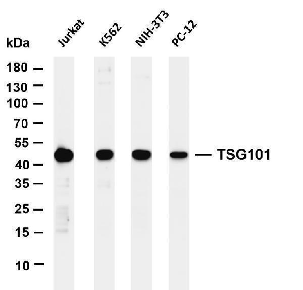 Various whole cell lysates were separated by 4-20% SDS-PAGE, and the membrane was blotted with anti-TSG101 antibody