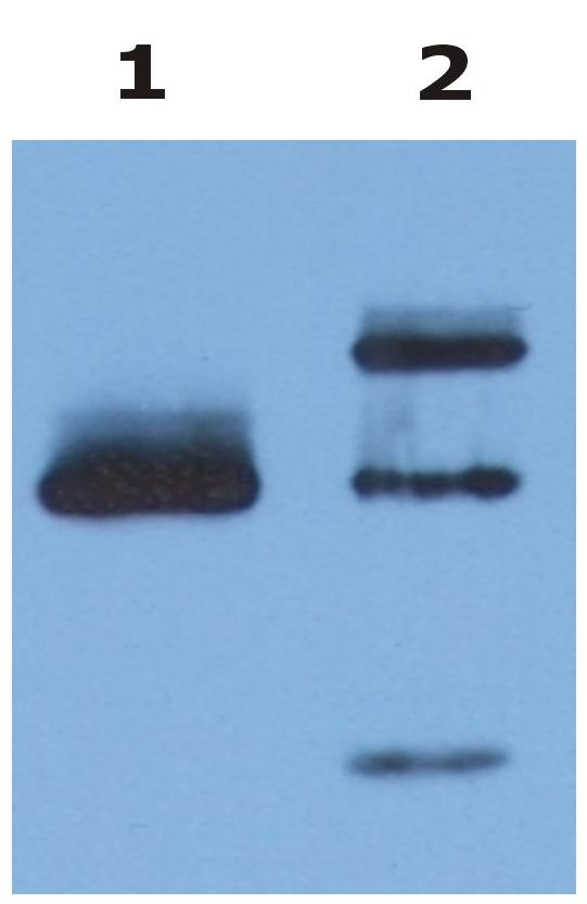 Immunoprecipitation of HLA-G from HLA-G1 transfectants (LCL-HLA-G1) by anti-human HLA-G (MEM-G/9) and protein G