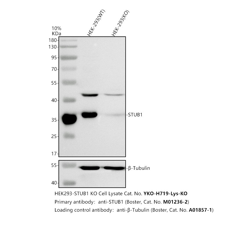 Western blot analysis of STUB1 using anti-STUB1 antibody (M01236-2)