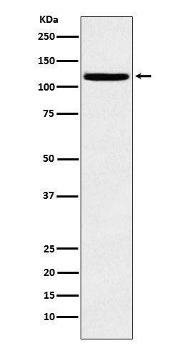 m01239 wb