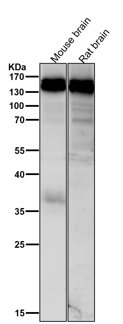 m01239 wb7