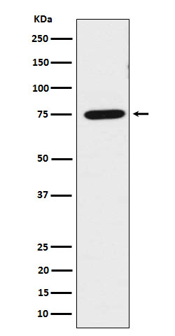m01240 wb