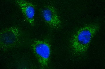 Immunofluorescent staining of HeLa cells using anti-APOA5 mouse monoclonal antibody (M01242-1)