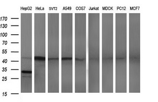 Western blot analysis of extracts (35ug) from 9 different cell lines by using anti-APOA5 monoclonal antibody (HepG2: human; HeLa: human; SVT2: mouse; A549: human; COS7: monkey; Jurkat: human; MDCK: canine; PC12: rat; MCF7: human)
