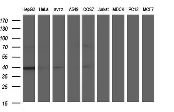 Western blot analysis of extracts (35ug) from 9 different cell lines by using anti-APOA5 monoclonal antibody (HepG2: human; HeLa: human; SVT2: mouse; A549: human; COS7: monkey; Jurkat: human; MDCK: canine; PC12: rat; MCF7: human)