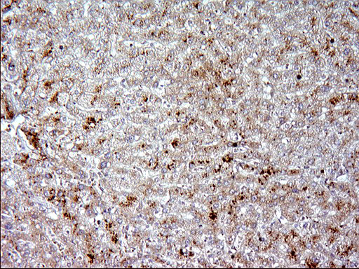 m01242 3 anti apolipoprotein a v apoa5 mouse monoclonal antibody clone id oti1a1 ihc testing 4