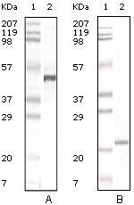 Western blotting validation for Anti-ApoA-V APOA5 Monoclonal Antibody M01242
Western Blot (WB) analysis using ApoA-V Monoclonal Antibody against Human Serum (A) and ApoA-V recombinant protein (B)