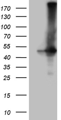 m01243 1 anti g protein alpha s gnas mouse monoclonal antibody clone id oti13d7 wb testing 1