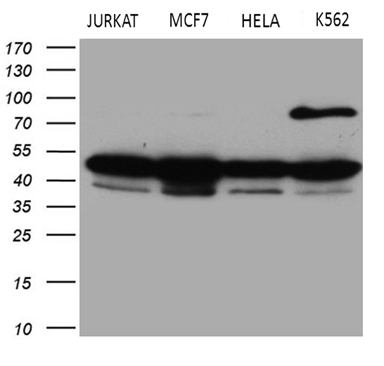 m01243 1 anti g protein alpha s gnas mouse monoclonal antibody clone id oti13d7 wb testing 2
