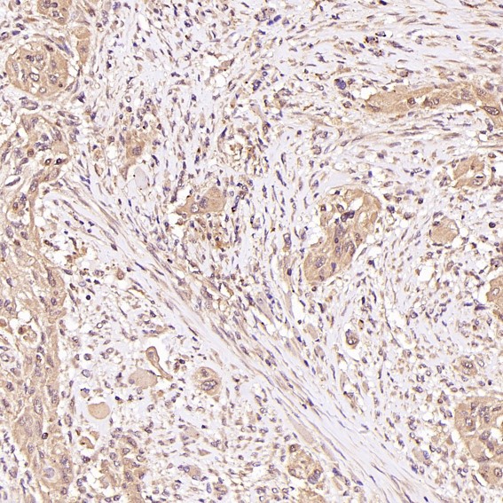 m01244 2 ihc9