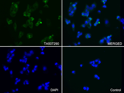 m01245 1 anti albumin alb mouse monoclonal antibody clone id oti5h2 if testing 5