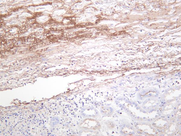 Human kidney was stained with anti-Albumin rabbit antibody