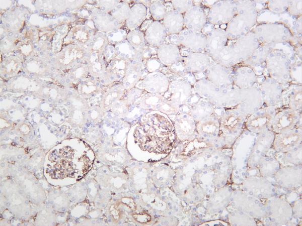 Rat kidney was stained with anti-Albumin rabbit antibody